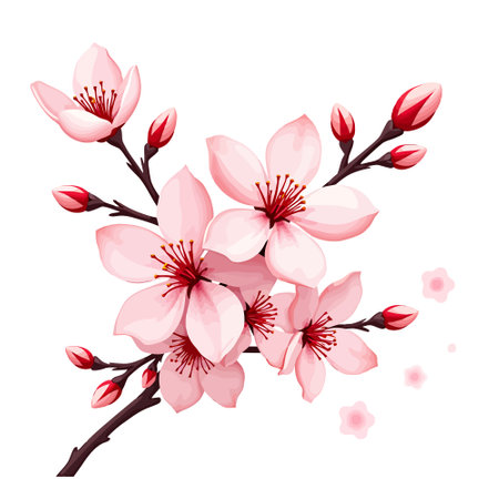 cherry blossom branch on white background vector illustration graphic design.のイラスト素材