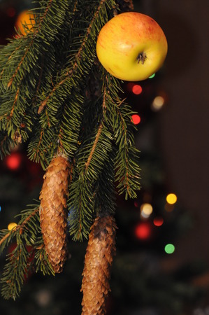 Apple on spruce branch.の写真素材