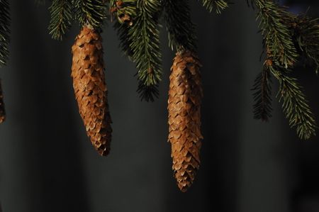 Two fir conesの写真素材