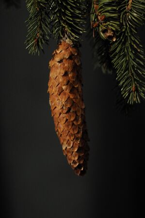 Brown fir cone is nice decoration for Christmas tree.の写真素材