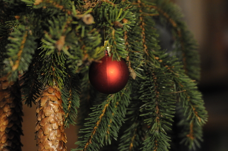 Red toy on the Christmas tree.の写真素材