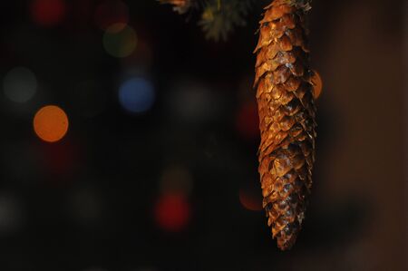 Festive fir.の写真素材