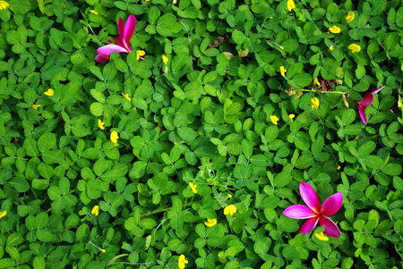 Pink flower on grassland