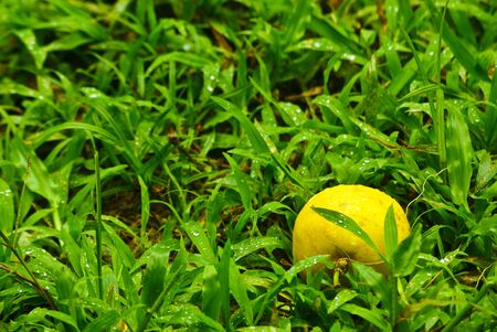 passion fruit on grassの写真素材