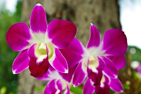 Beautiful violet orchidの写真素材
