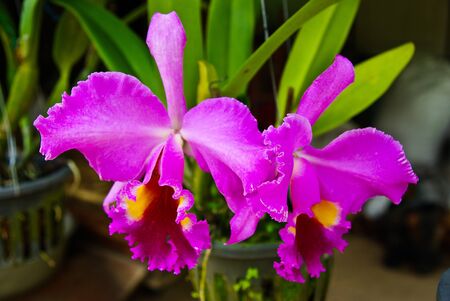 Beautiful Cattleya orchidの写真素材