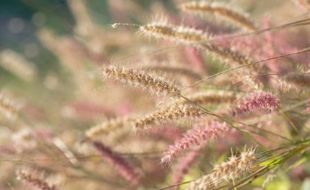 grass on a blurred background .