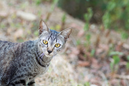 cats are staringの写真素材