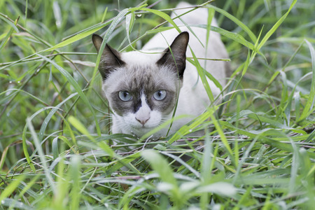 Thailand cat in the grassの写真素材