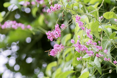 Confederate vine on  Bokeh backgroundの写真素材
