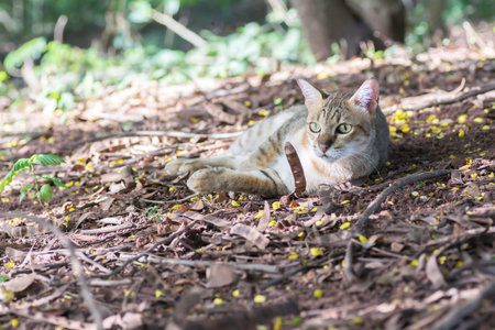 cat lying on the ground and staring at something .