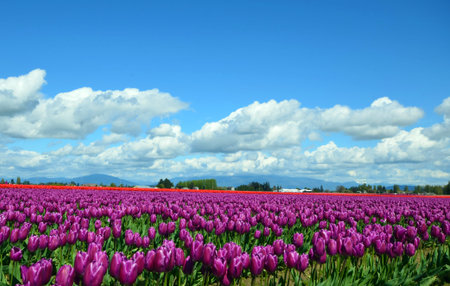 Tulip field