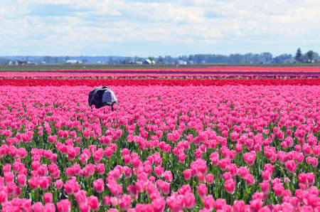 tulips fieldの写真素材