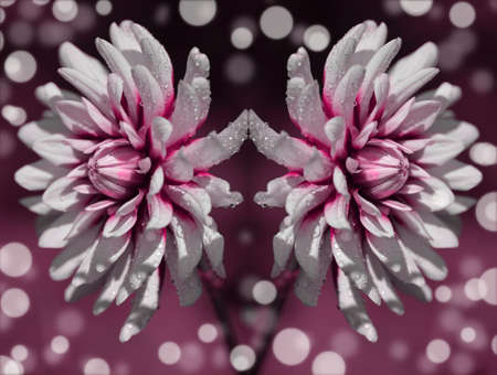 white flower reflection bokeh background wallpaperの写真素材