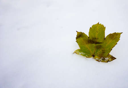 maple leaf on snowの写真素材
