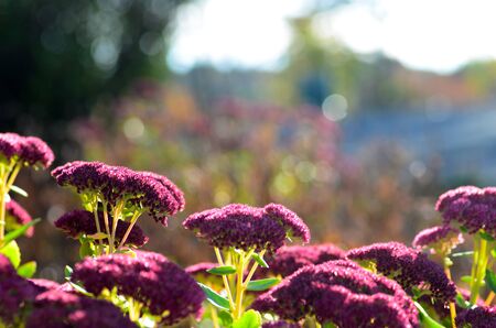 flowers with bokeh blackgroundの写真素材