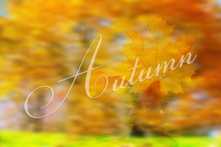 Red and yellow autumn leaves. Natural blurred background. dの写真素材