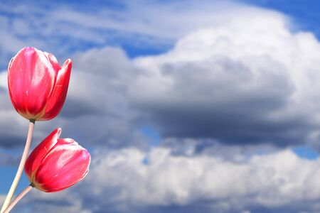 Tulips on blue blur sky background.の写真素材