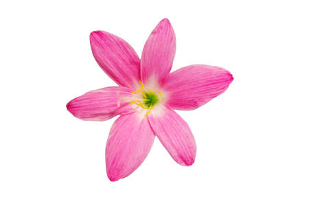 Macro of pink flower on white backgroundの写真素材