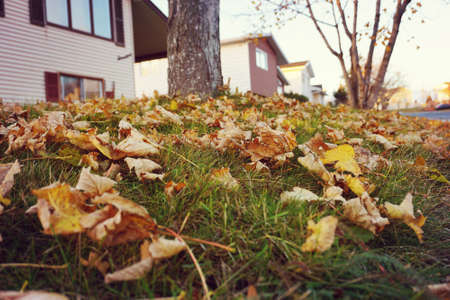 Sidewalk with leaves in city, vintage styleの写真素材