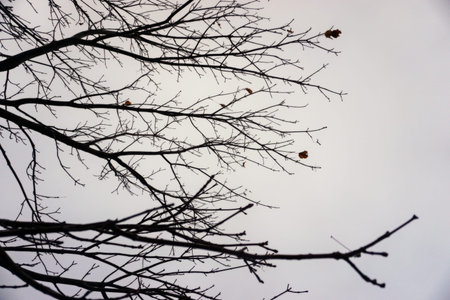 tree branches, black and white silhouette, blurred background