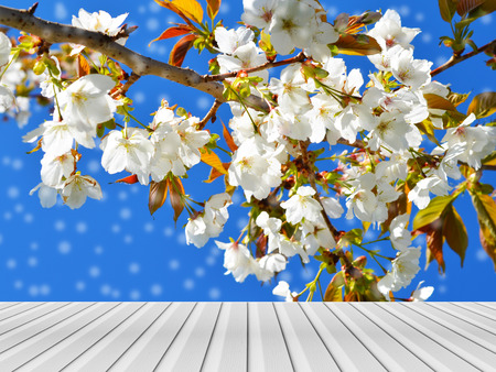 wooden terrace with white blossom backgroundの写真素材
