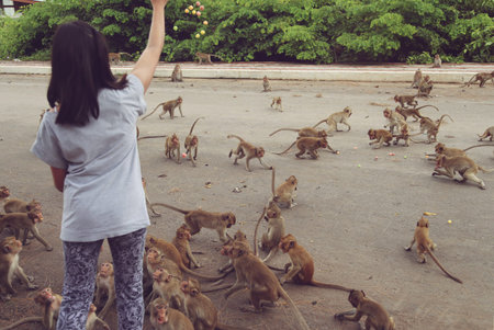 The girl feeds the monkey in Thailand