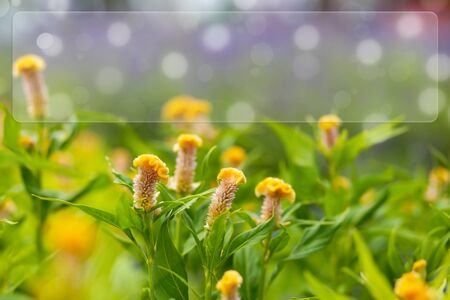 yellow flower for background with copy spaceの写真素材