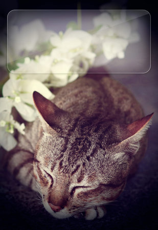 cat sleeping with white flowers - copy space