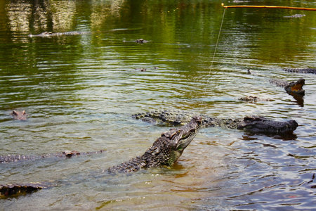 feeding a crocodile