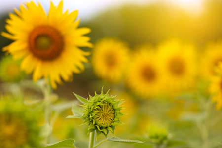Closeup of the peak sunflower in the morningの写真素材