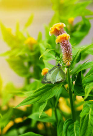 beautiful yellow flowers in the morning with butterflyの写真素材