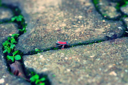 Spring nature bug on the groundの写真素材