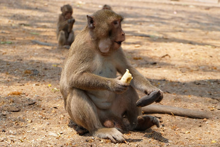 monkey eating banana in Thailand