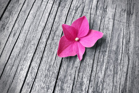 pink flower on wooden background with copy space