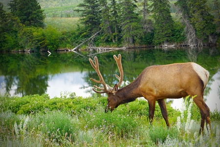 close up of beautiful Male Elk in National Parkの写真素材