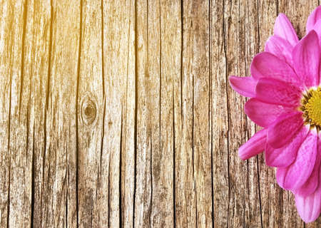 half of pink daisy flower on blurred wooden background with copy spaceの写真素材
