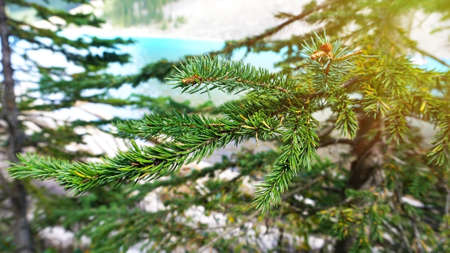 Branches of green fir-tree on blur blue lake backgroundの写真素材