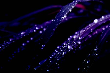 dew drops on grass, purple gradients effectの写真素材