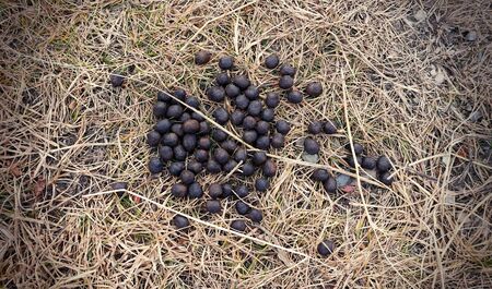 The dung of antelope in National parkの写真素材