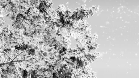 Frost on a Tree branches on blue sky with snowfall effect in black and whiteの写真素材