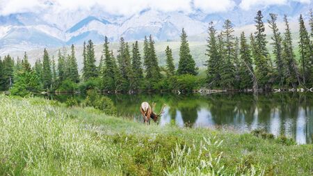 Male Elk in National Parkの写真素材