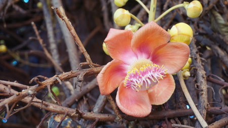 Closeup of Cannonball flower