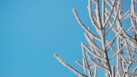 Branches of winter trees covered with snow on blue skyの写真素材