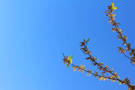 branches tree against blue sky, nature backgroundの写真素材