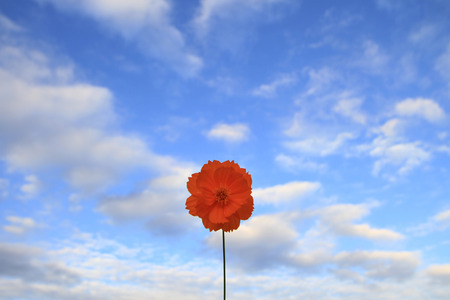 Flowerの写真素材