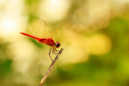 Red Dragonfly