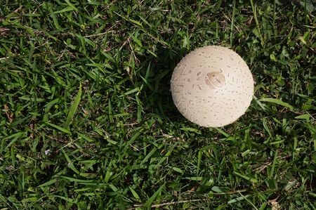 Mushroom umbrella on green grass. Chlorophyllum molybdites. Selective Focus.の写真素材