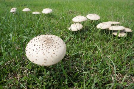Mushroom umbrella on green grass. Chlorophyllum molybdites. Selective Focus.の写真素材