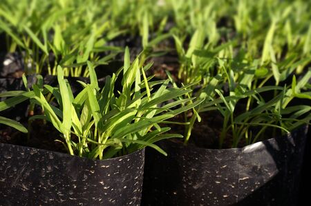 The close up of shoots water spinach grow in polybagsの写真素材